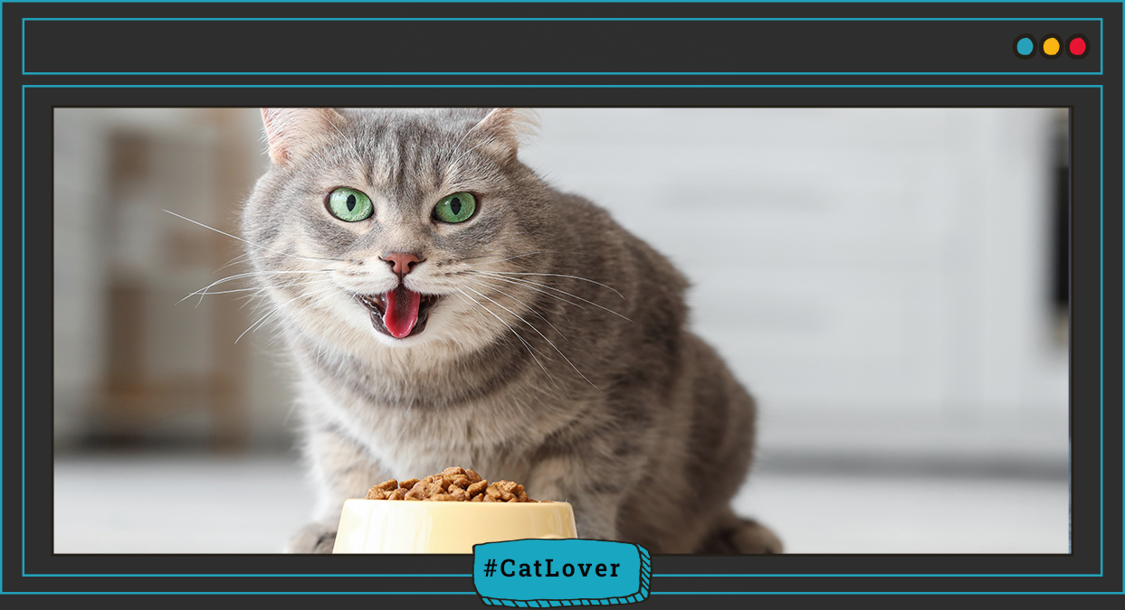 nutrición felina